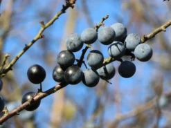 Schlehe / Schwarzdorn -Deutschland Garten Funk Verkaufs-Shop schlehe schwarzdorn m000052 w 6