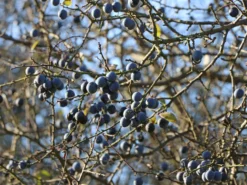 Schlehe / Schwarzdorn -Deutschland Garten Funk Verkaufs-Shop schlehe schwarzdorn m000052 w 7