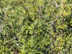 Schlehe / Schwarzdorn -Deutschland Garten Funk Verkaufs-Shop schlehe schwarzdorn m000052 w 8