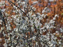 Schlehe / Schwarzdorn -Deutschland Garten Funk Verkaufs-Shop schlehe schwarzdorn m000052 w 9