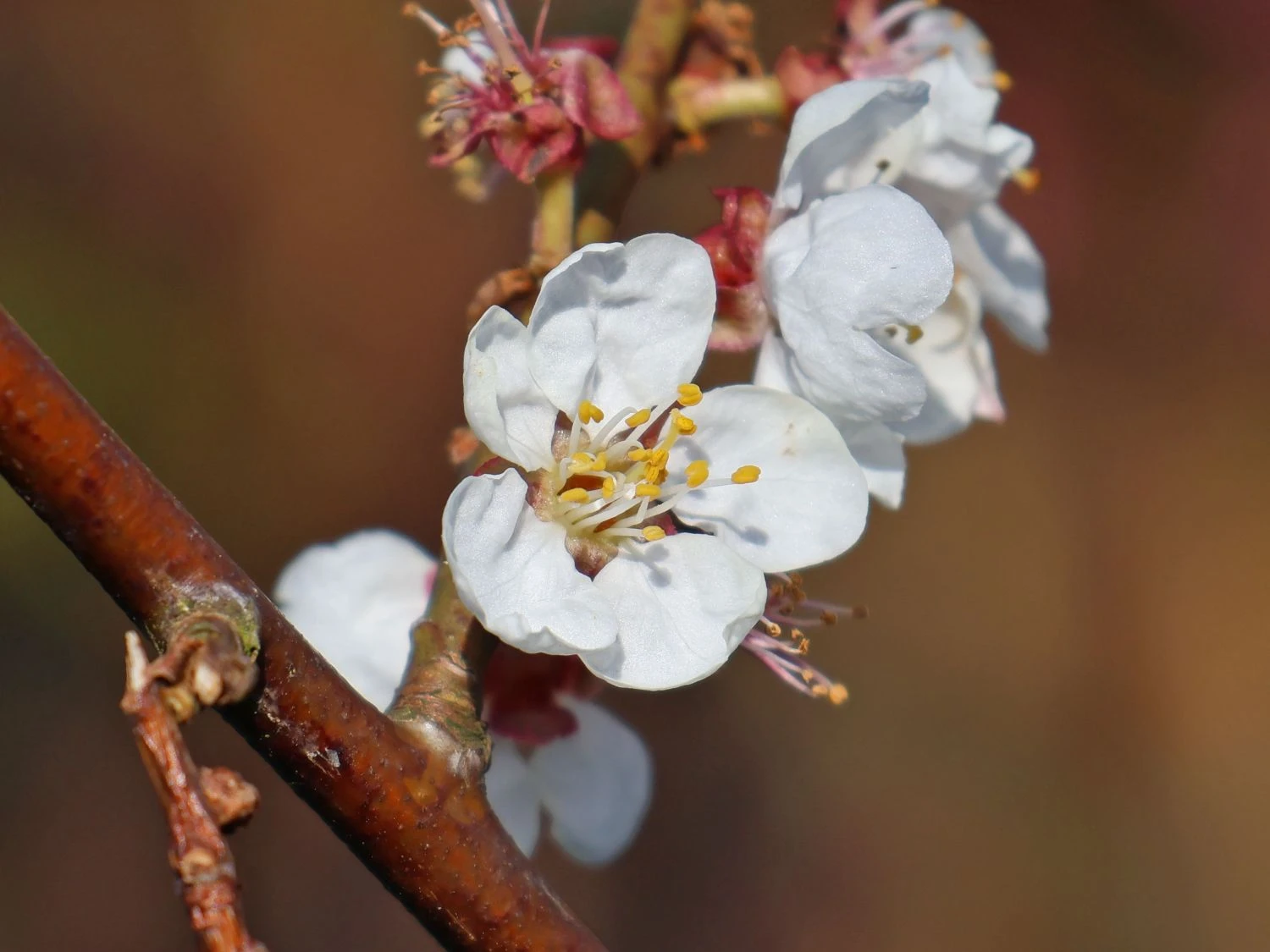 Schwarze Aprikose 'Biricoccolo' 2 Schwarze Aprikose 'Biricoccolo' – Bild 2