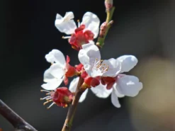 Schwarze Aprikose 'Biricoccolo' 5 Schwarze Aprikose 'Biricoccolo' -Deutschland Garten Funk Verkaufs-Shop schwarze aprikose biricoccolo m117512 w 1