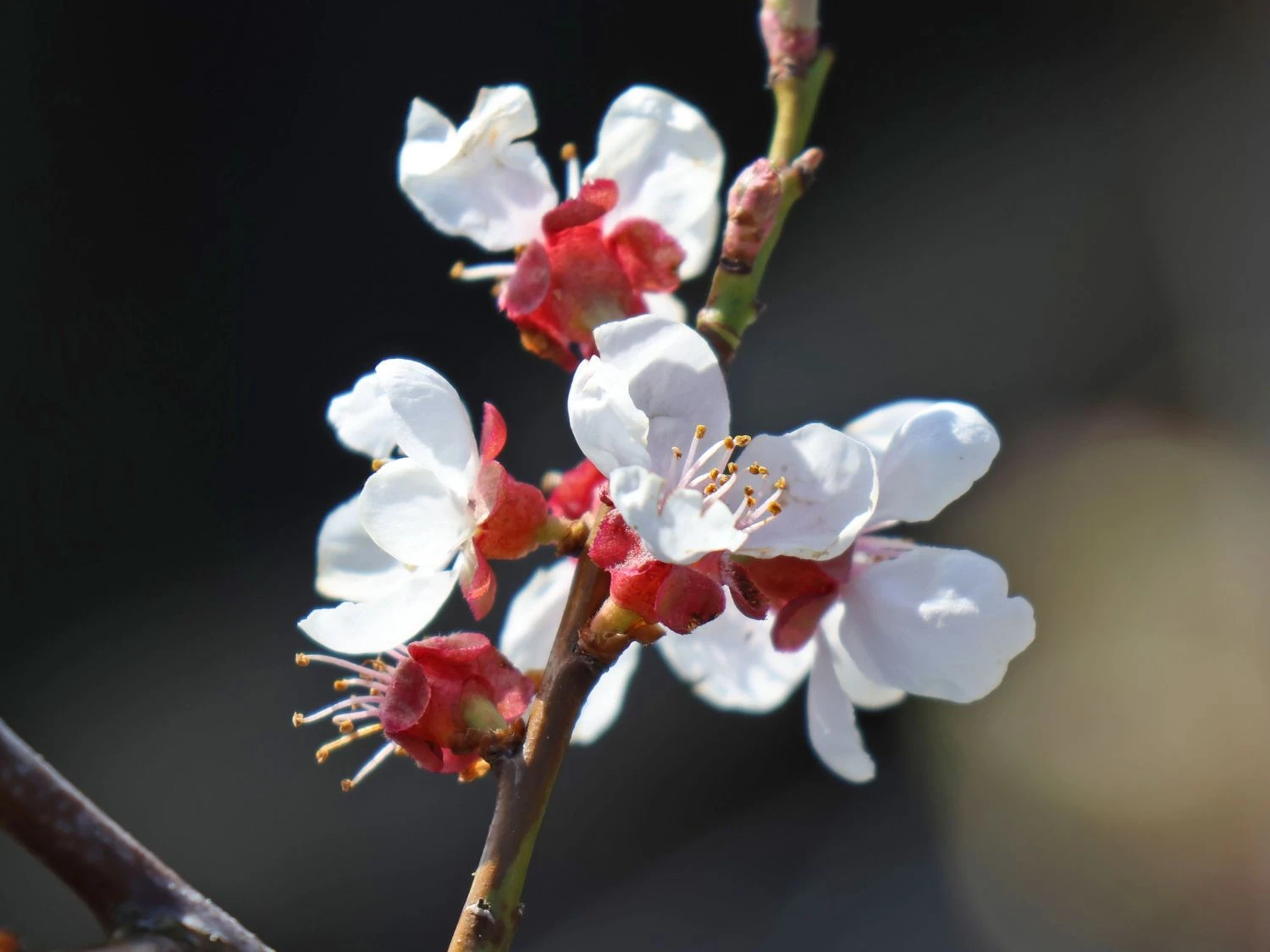 Schwarze Aprikose 'Biricoccolo' 3 Schwarze Aprikose 'Biricoccolo' – Bild 3