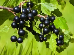 Schwarze Johannisbeere 'Andega'