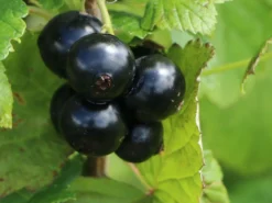Schwarze Johannisbeere 'Andega' -Deutschland Garten Funk Verkaufs-Shop schwarze johannisbeere andega m071572 w 1