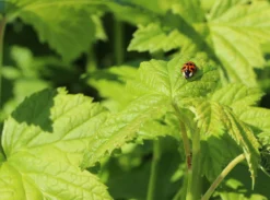 Schwarze Johannisbeere 'Titania' 15 Schwarze Johannisbeere 'Titania' -Deutschland Garten Funk Verkaufs-Shop schwarze johannisbeere titania m002482 w 0