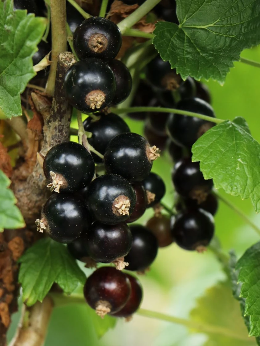 Schwarze Johannisbeere 'Titania' 5 Schwarze Johannisbeere 'Titania' – Bild 5