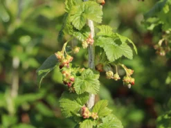 Schwarze Johannisbeere 'Titania' 17 Schwarze Johannisbeere 'Titania' -Deutschland Garten Funk Verkaufs-Shop schwarze johannisbeere titania m002482 w 2