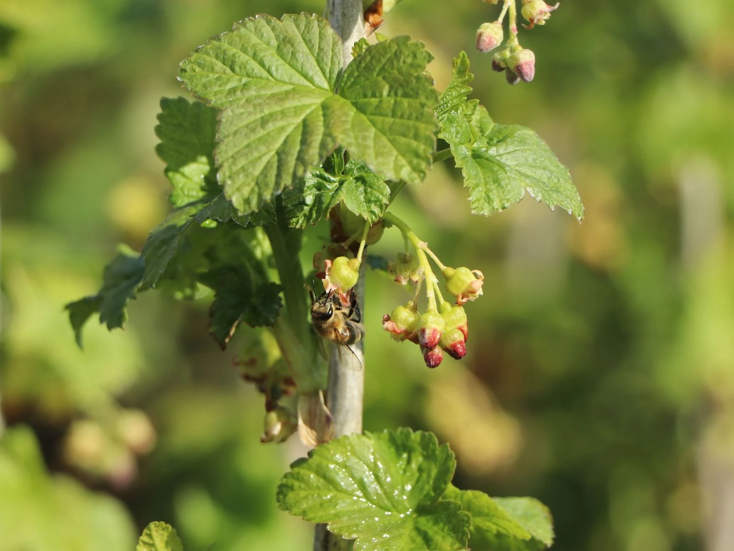 Schwarze Johannisbeere 'Titania' 8 Schwarze Johannisbeere 'Titania' – Bild 8