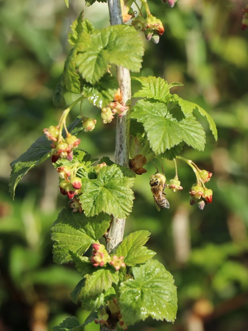 Schwarze Johannisbeere 'Titania' 6 Schwarze Johannisbeere 'Titania' – Bild 6