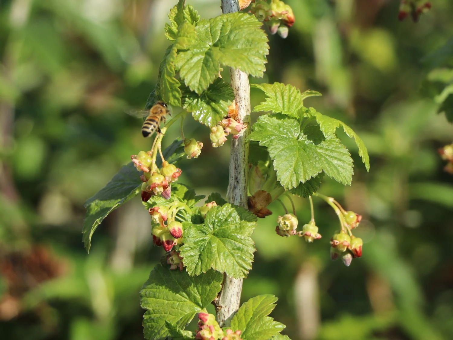 Schwarze Johannisbeere 'Titania' 2 Schwarze Johannisbeere 'Titania' – Bild 2