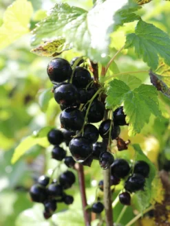 Schwarze Johannisbeere 'Titania' 11 Schwarze Johannisbeere 'Titania' -Deutschland Garten Funk Verkaufs-Shop schwarze johannisbeere titania s m002482 w 0