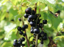 Schwarze Johannisbeere 'Titania' 12 Schwarze Johannisbeere 'Titania' -Deutschland Garten Funk Verkaufs-Shop schwarze johannisbeere titania s m002482 w 1