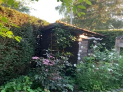 Schwarzer Holunder 'Black Beauty' -Deutschland Garten Funk Verkaufs-Shop schwarzer holunder black beauty m012270 193676 0