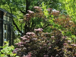 Schwarzer Holunder 'Black Beauty' -Deutschland Garten Funk Verkaufs-Shop schwarzer holunder black beauty m012270 w 1