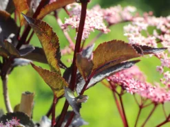 Schwarzer Holunder 'Black Beauty' -Deutschland Garten Funk Verkaufs-Shop schwarzer holunder black beauty m012270 w 2 1