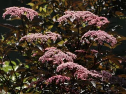 Schwarzer Holunder 'Black Beauty' -Deutschland Garten Funk Verkaufs-Shop schwarzer holunder black beauty m012270 w 2