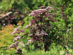 Schwarzer Holunder 'Black Beauty' -Deutschland Garten Funk Verkaufs-Shop schwarzer holunder black beauty m012270 w 3 1