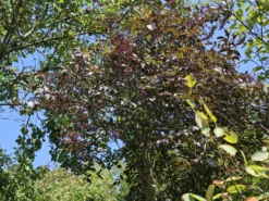 Schwarzer Holunder 'Black Beauty' -Deutschland Garten Funk Verkaufs-Shop schwarzer holunder black beauty m012270 w 4