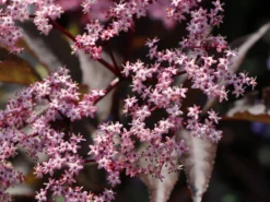 Schwarzer Holunder 'Black Beauty' -Deutschland Garten Funk Verkaufs-Shop schwarzer holunder black beauty m012270 w 6