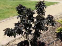 Schwarzer Holunder 'Black Beauty' -Deutschland Garten Funk Verkaufs-Shop schwarzer holunder black beauty m012270 w 7