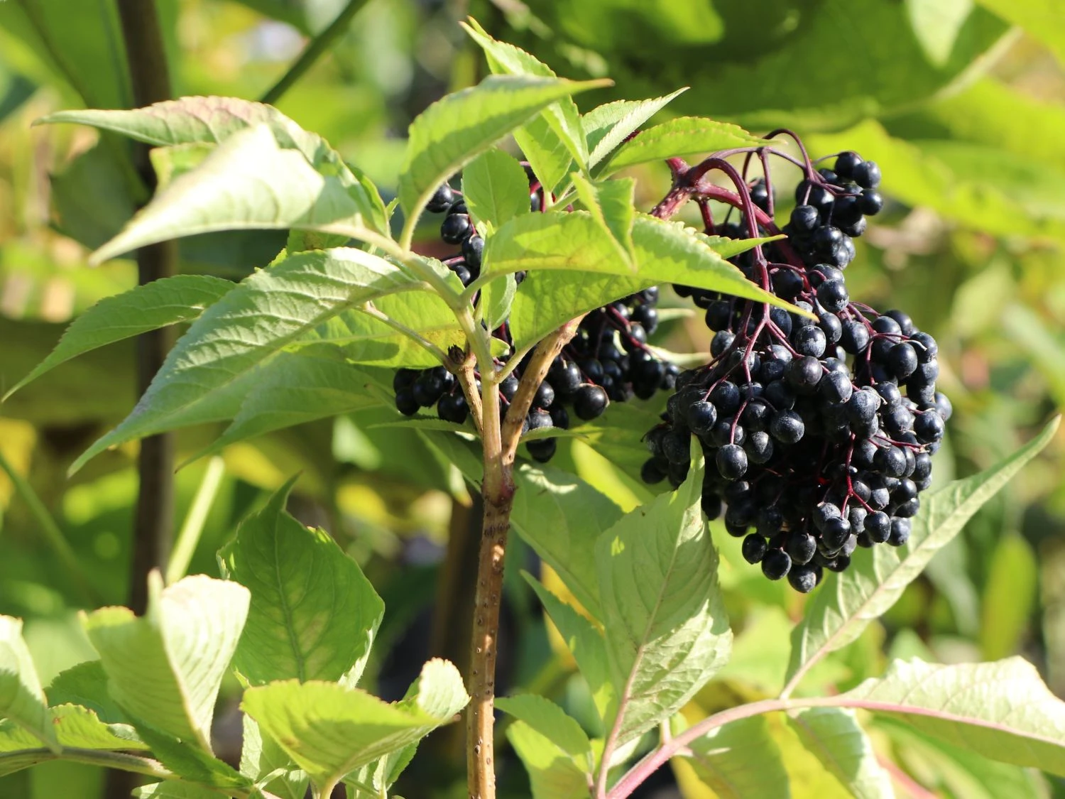 Schwarzer Holunder 'Riese Aus Vossloch' 2 Schwarzer Holunder 'Riese Aus Vossloch' – Bild 2