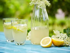 Schwarzer Holunder 'Riese Aus Vossloch' 5 Schwarzer Holunder 'Riese Aus Vossloch' -Deutschland Garten Funk Verkaufs-Shop schwarzer holunder riese aus vossloch m008244 w 1