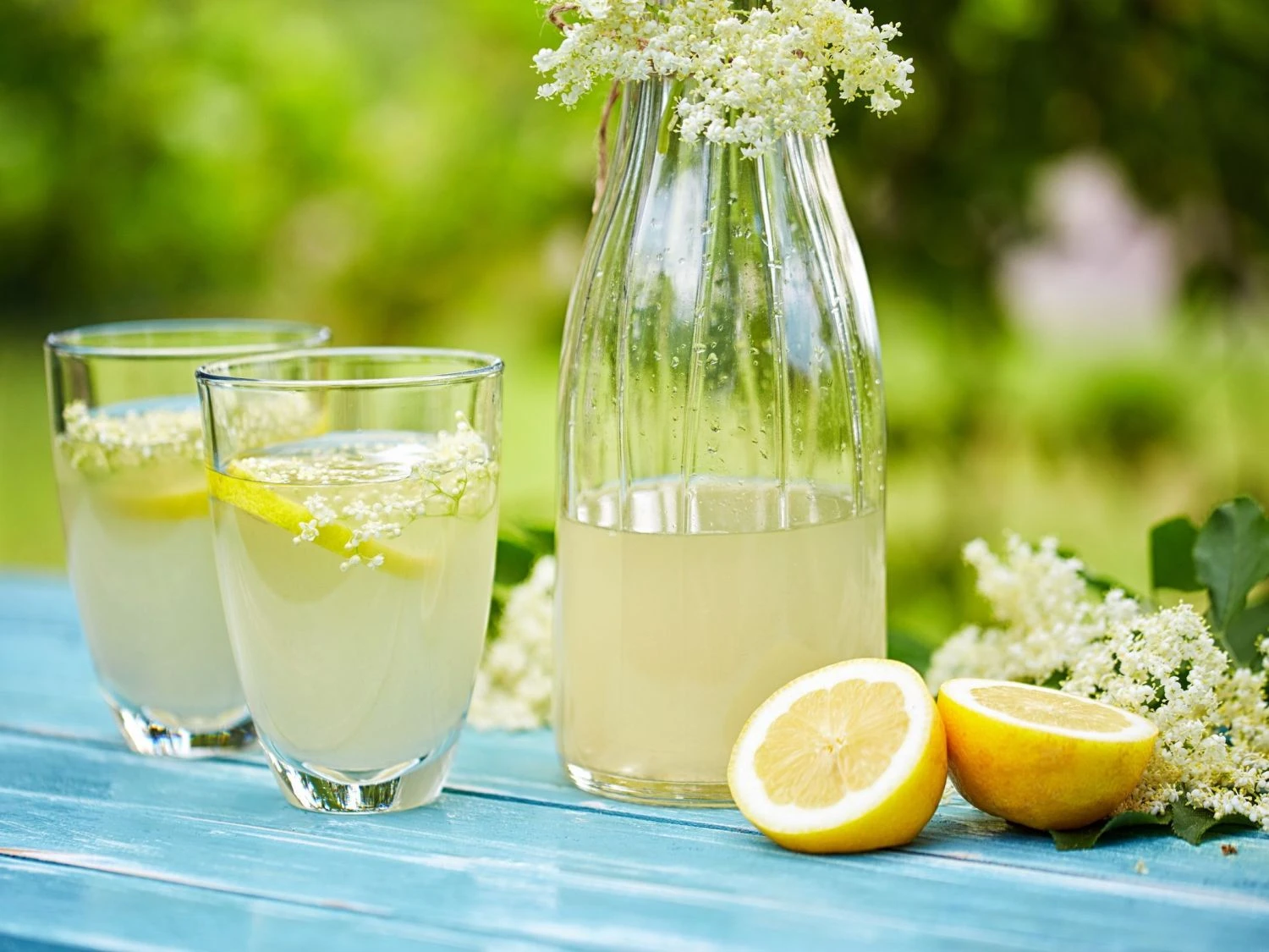 Schwarzer Holunder 'Riese Aus Vossloch' 3 Schwarzer Holunder 'Riese Aus Vossloch' – Bild 3