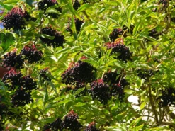 Schwarzer Holunder 'Sampo'