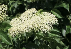 Schwarzer Holunder 'Sampo' -Deutschland Garten Funk Verkaufs-Shop schwarzer holunder sampo m054307 w 2