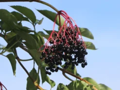 Schwarzer Holunder 'Sampo' -Deutschland Garten Funk Verkaufs-Shop schwarzer holunder sampo m054307 w 3