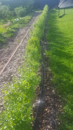 Schwarzgrüner Liguster 'Atrovirens' 25 Schwarzgrüner Liguster 'Atrovirens' -Deutschland Garten Funk Verkaufs-Shop schwarzgruener liguster atrovirens m005190 193676 0