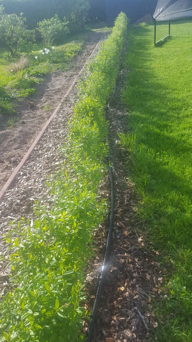 Schwarzgrüner Liguster 'Atrovirens' 12 Schwarzgrüner Liguster 'Atrovirens' – Bild 12