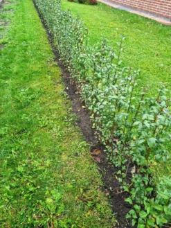 Schwarzgrüner Liguster 'Atrovirens' 24 Schwarzgrüner Liguster 'Atrovirens' -Deutschland Garten Funk Verkaufs-Shop schwarzgruener liguster atrovirens m005190 949197 0