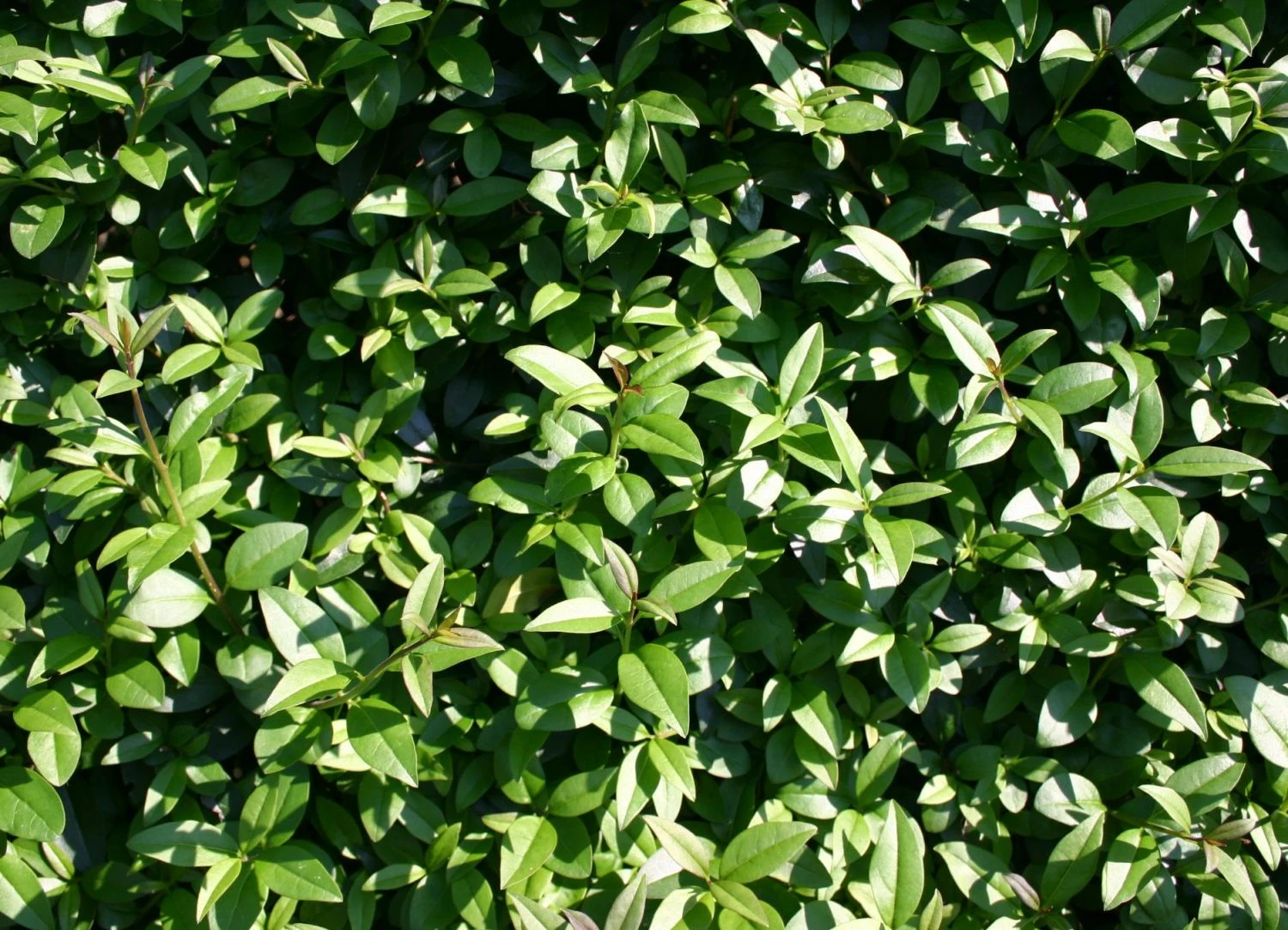 Schwarzgrüner Liguster 'Atrovirens' 2 Schwarzgrüner Liguster 'Atrovirens' – Bild 2