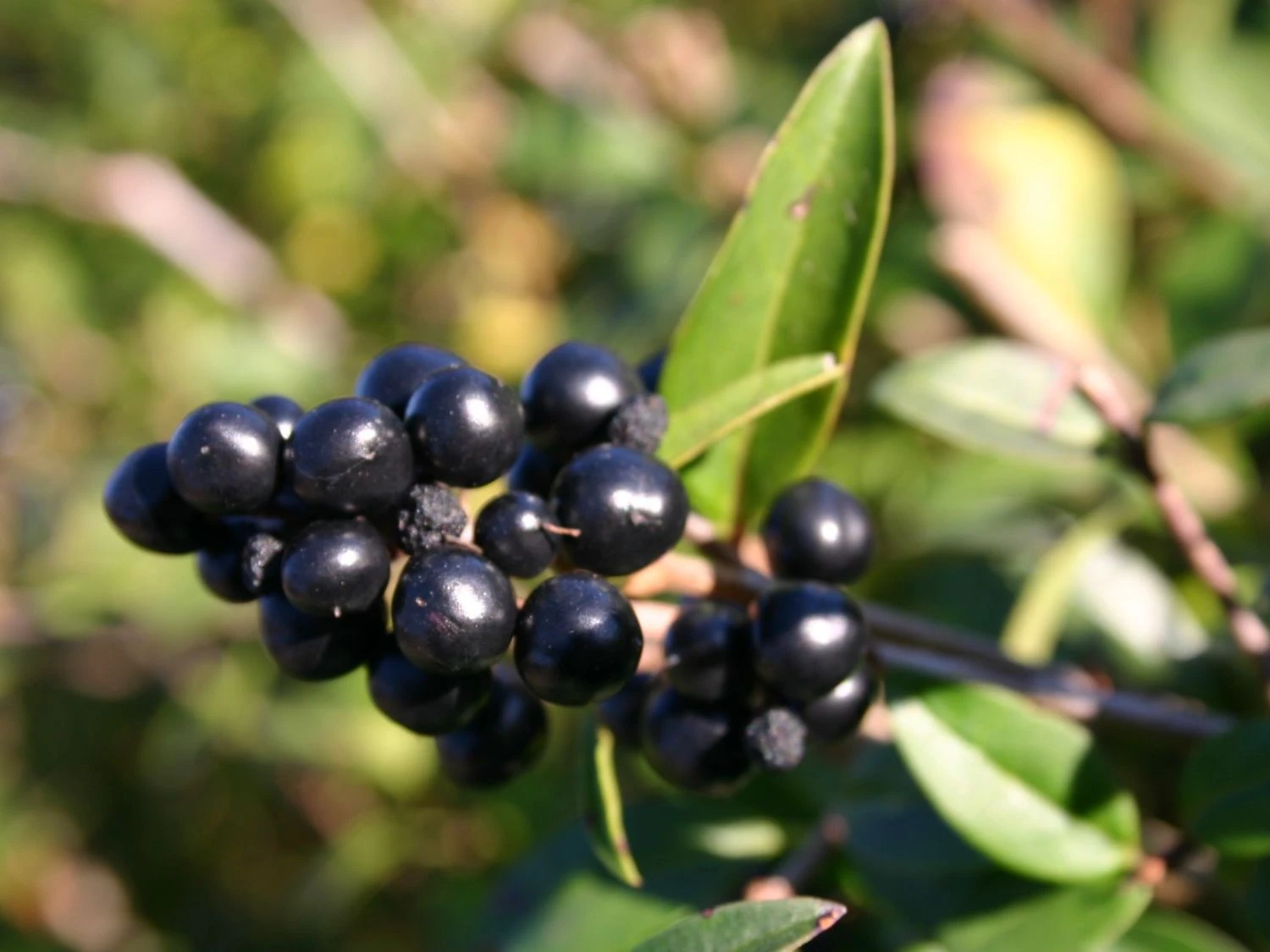 Schwarzgrüner Liguster 'Atrovirens' 10 Schwarzgrüner Liguster 'Atrovirens' – Bild 10