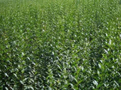 Schwarzgrüner Liguster 'Atrovirens' 20 Schwarzgrüner Liguster 'Atrovirens' -Deutschland Garten Funk Verkaufs-Shop schwarzgruener liguster atrovirens m005190 w 2