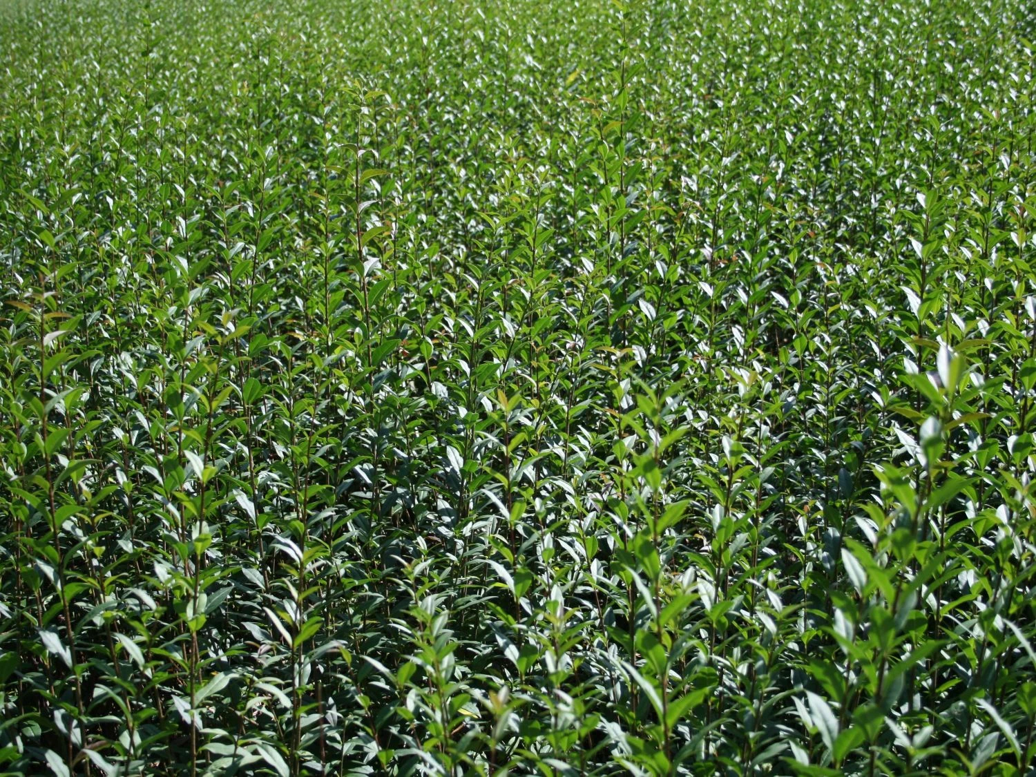 Schwarzgrüner Liguster 'Atrovirens' 7 Schwarzgrüner Liguster 'Atrovirens' – Bild 7