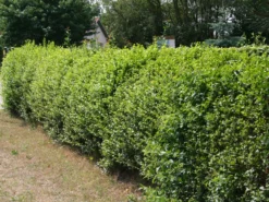 Schwarzgrüner Liguster 'Atrovirens' 21 Schwarzgrüner Liguster 'Atrovirens' -Deutschland Garten Funk Verkaufs-Shop schwarzgruener liguster atrovirens m005190 w 3