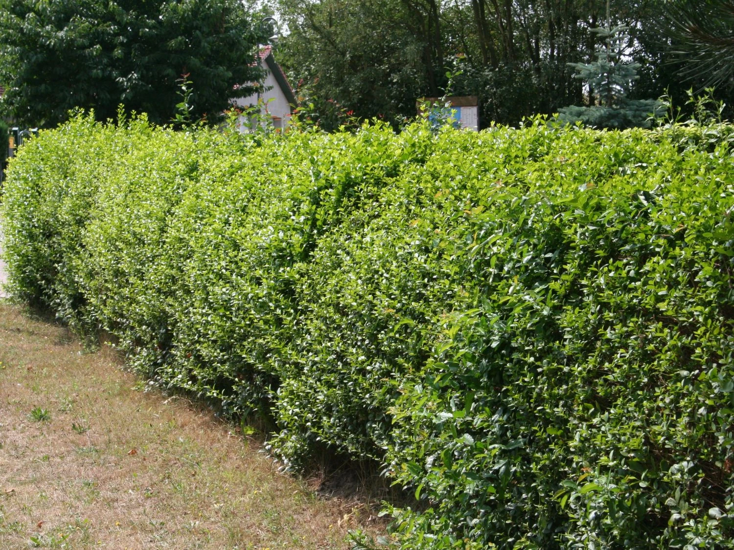 Schwarzgrüner Liguster 'Atrovirens' 8 Schwarzgrüner Liguster 'Atrovirens' – Bild 8