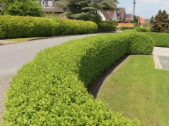 Schwarzgrüner Liguster 'Atrovirens' 22 Schwarzgrüner Liguster 'Atrovirens' -Deutschland Garten Funk Verkaufs-Shop schwarzgruener liguster atrovirens m005190 w 4