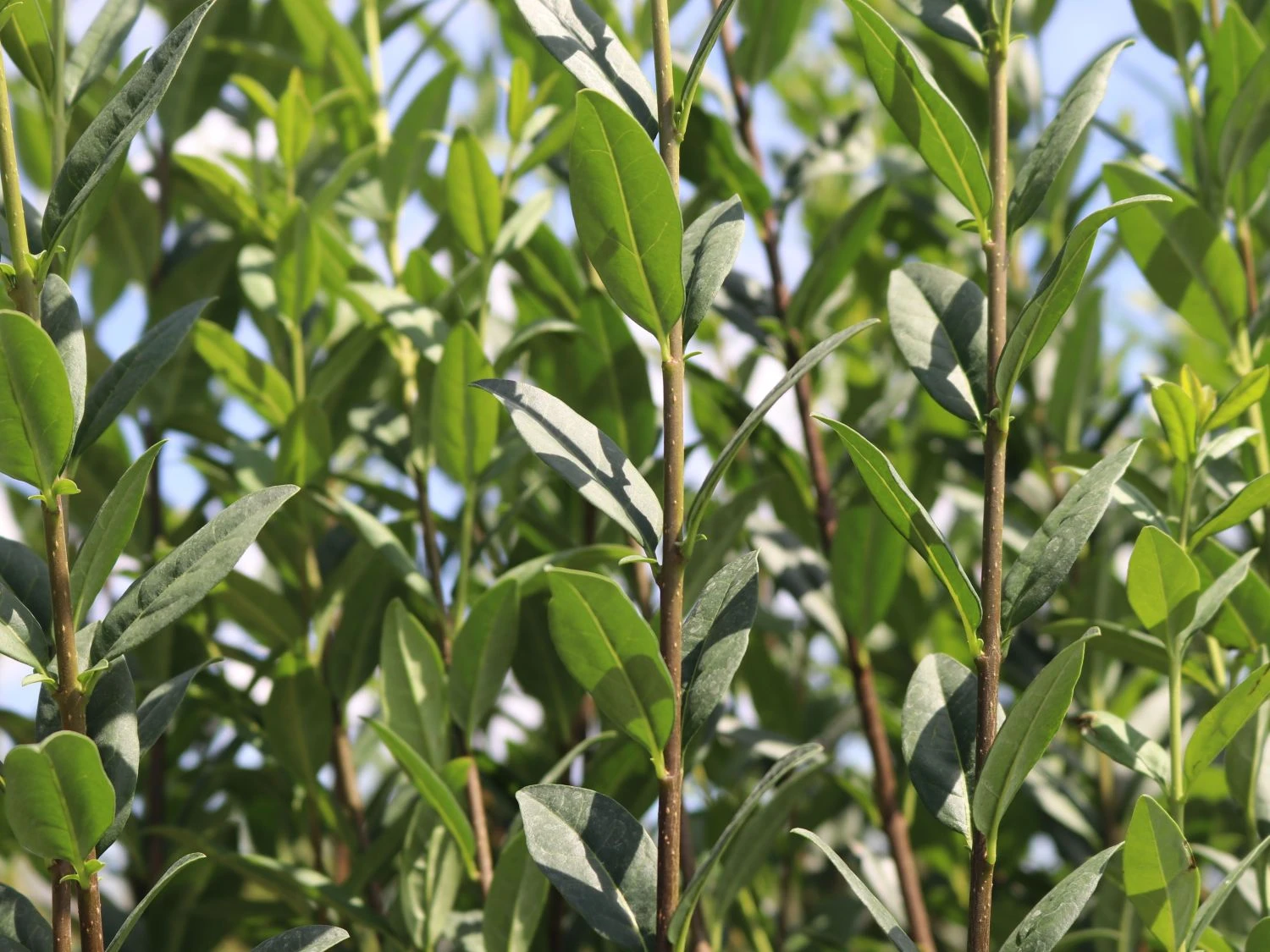 Schwarzgrüner Liguster 'Atrovirens' 5 Schwarzgrüner Liguster 'Atrovirens' – Bild 5