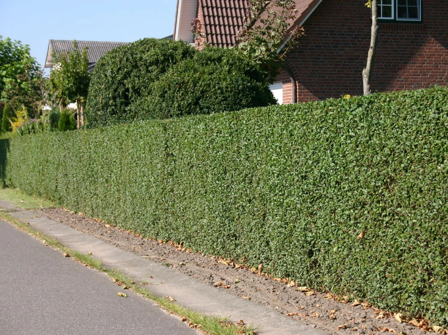 Schwarzgrüner Liguster 'Atrovirens' 3 Schwarzgrüner Liguster 'Atrovirens' – Bild 3