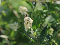 Schwarzgrüner Liguster 'Atrovirens' 19 Schwarzgrüner Liguster 'Atrovirens' -Deutschland Garten Funk Verkaufs-Shop schwarzgruener liguster atrovirens m005190 w 7