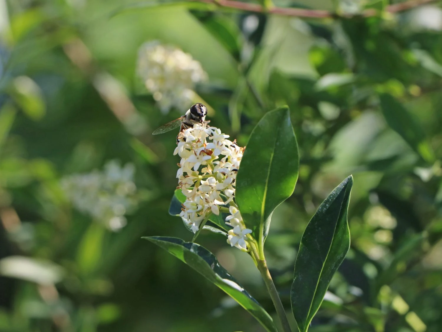 Schwarzgrüner Liguster 'Atrovirens' 6 Schwarzgrüner Liguster 'Atrovirens' – Bild 6