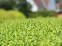 Schwarzgrüner Liguster 'Atrovirens' 17 Schwarzgrüner Liguster 'Atrovirens' -Deutschland Garten Funk Verkaufs-Shop schwarzgruener liguster atrovirens m005190 w 8