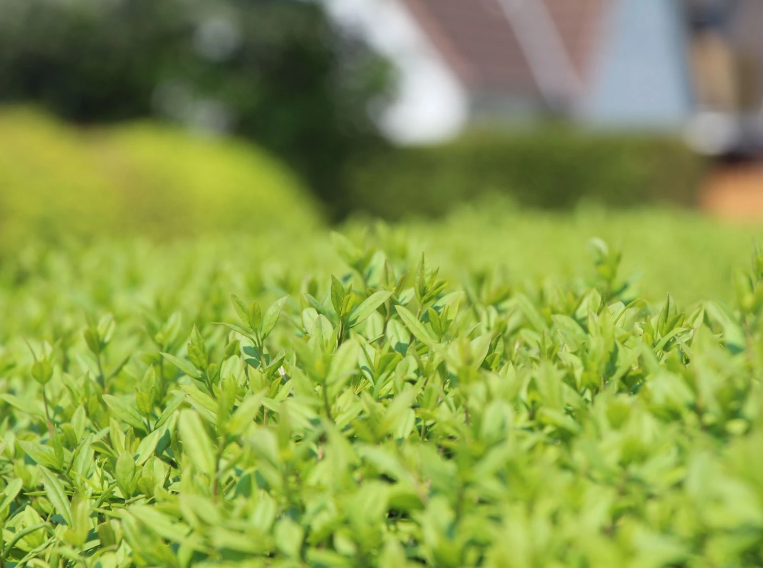 Schwarzgrüner Liguster 'Atrovirens' 4 Schwarzgrüner Liguster 'Atrovirens' – Bild 4