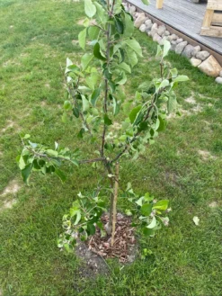 Sommerapfel 'James Grieve' -Deutschland Garten Funk Verkaufs-Shop sommerapfel james grieve m000558 1344516 0