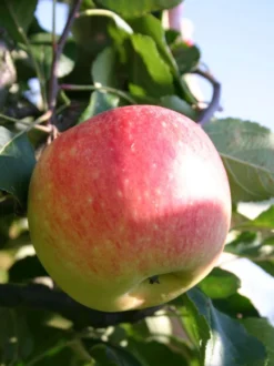 Sommerapfel 'James Grieve' -Deutschland Garten Funk Verkaufs-Shop sommerapfel james grieve m000558 w 0