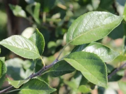 Sommerapfel 'James Grieve' -Deutschland Garten Funk Verkaufs-Shop sommerapfel james grieve m000558 w 1